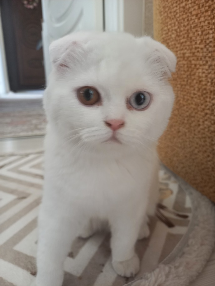 Arkadaşlar bu güzelliği sokakta buldum sahibini aradım ama bulamadım sizce bu pahalı bir kedi mi?
