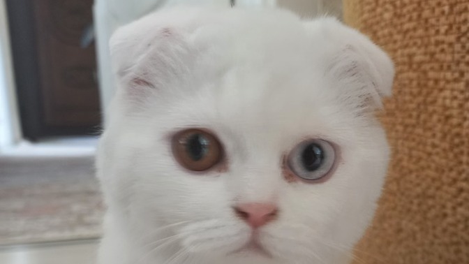 Arkadaşlar bu güzelliği sokakta buldum sahibini aradım ama bulamadım sizce bu pahalı bir kedi mi?