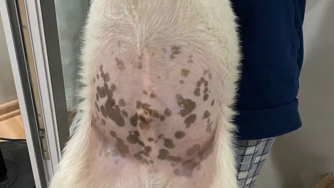 Bu köpeğin karnı şiş ve benekleri var, hasta mı?