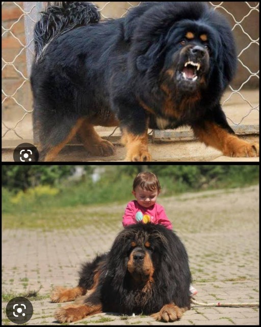 Dünyanın en güçlü köpeği kangal mıdır?