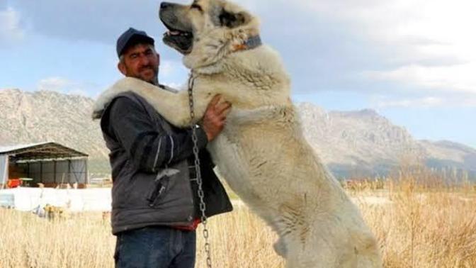 Dünyanın en güçlü köpeği kangal mıdır?