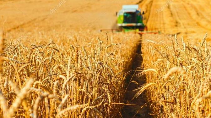 Pirinç pilavı mı? Bulgur pilavı mı?