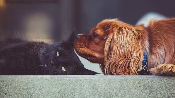 Kedi ve köpekler için çip takılması zorunlu mu?