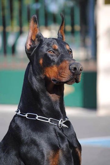 Hangi köpek türü sahibine sadık?