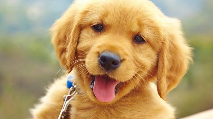 Kediler mi sizi sevindiriyor köpekler mi?