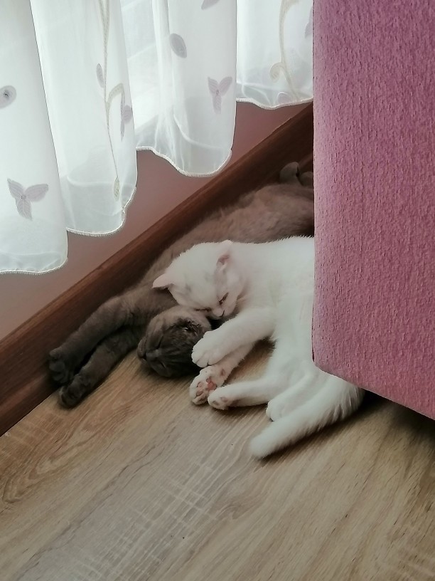 Hayvan düşmanlarına inat herkes bir hayvanla fotoğrafını atabilir mi?