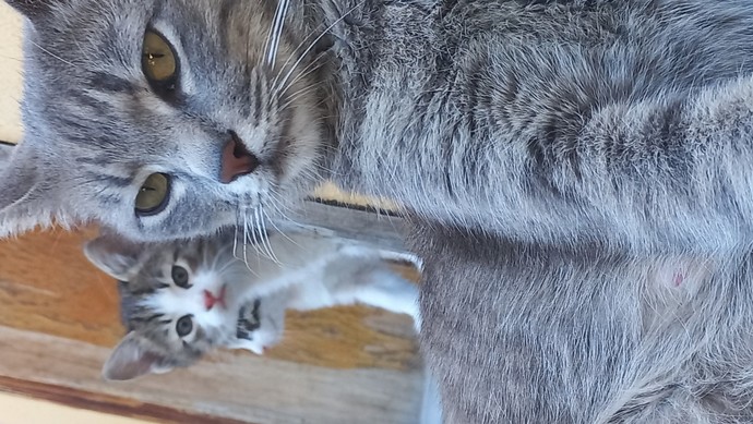 Hayvan düşmanlarına inat herkes bir hayvanla fotoğrafını atabilir mi?