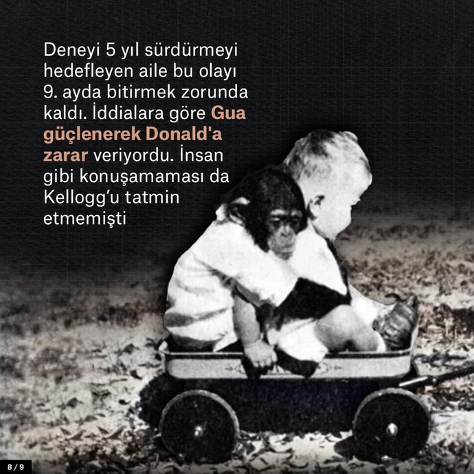Bilim için çocuğunuzu bir şempanzeyle büyütür müydünüz?
