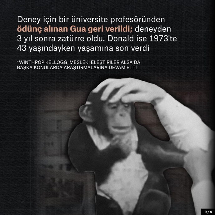 Bilim için çocuğunuzu bir şempanzeyle büyütür müydünüz?