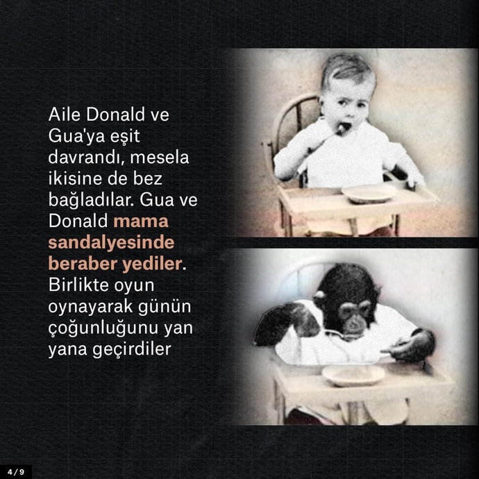 Bilim için çocuğunuzu bir şempanzeyle büyütür müydünüz?