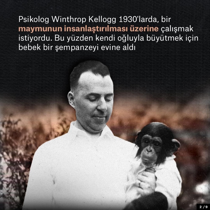 Bilim için çocuğunuzu bir şempanzeyle büyütür müydünüz?