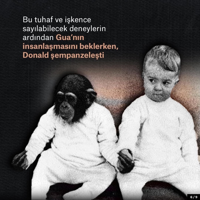 Bilim için çocuğunuzu bir şempanzeyle büyütür müydünüz?
