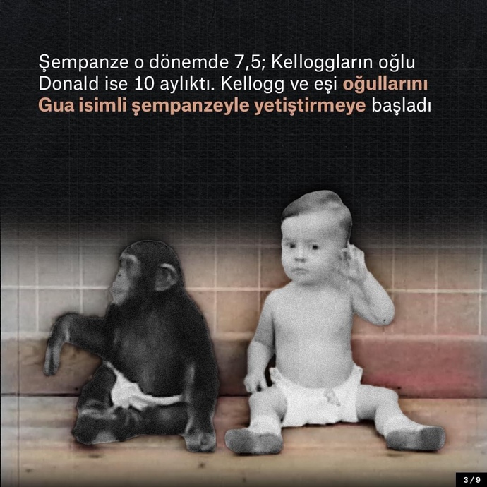 Bilim için çocuğunuzu bir şempanzeyle büyütür müydünüz?