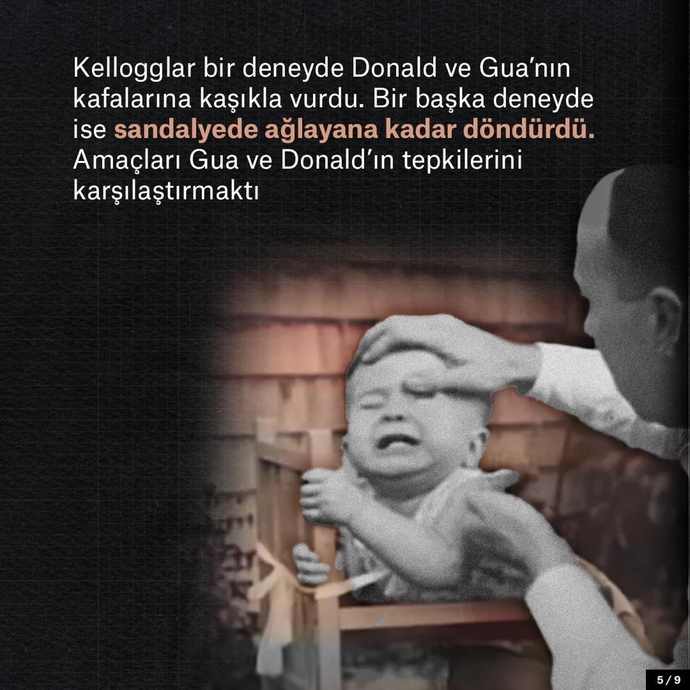 Bilim için çocuğunuzu bir şempanzeyle büyütür müydünüz?