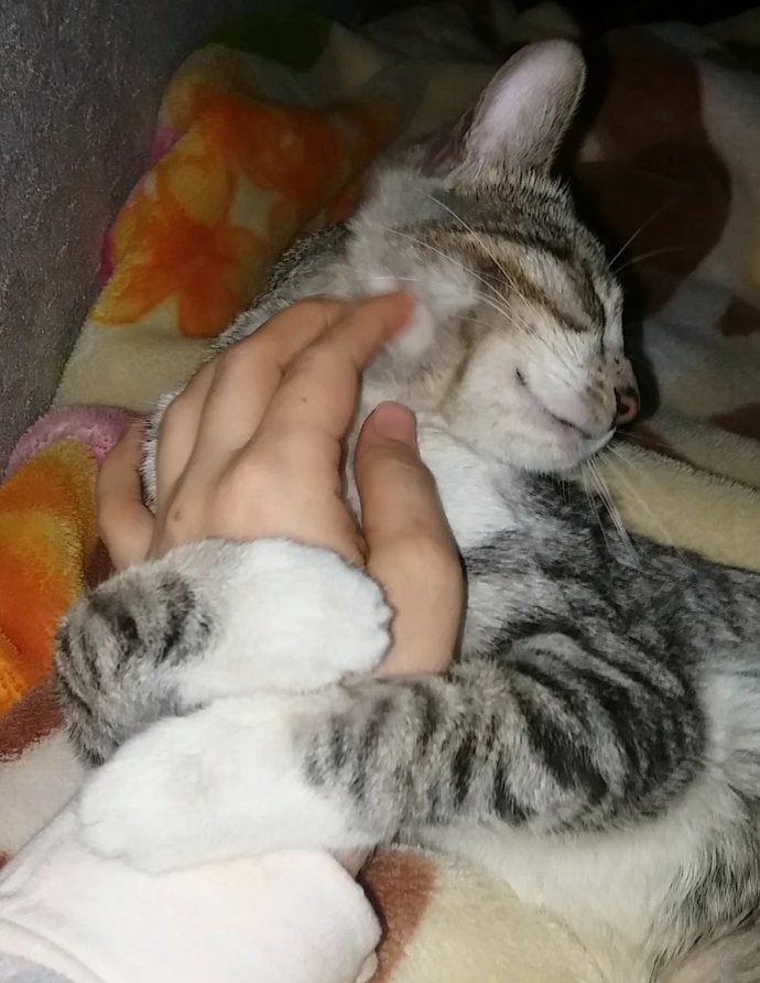 En sevdiğiniz evcil hayvan hangisi ve neden?