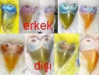 Muhabbet kuşu cinsiyeti?