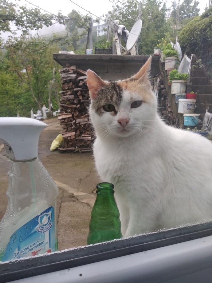 Köyde, 11 yaşındaki kedimizin öldüğünü öğrendim bugün. Bu duyguyu tarif etmek zor, sizin başınıza geldi mi daha önce?