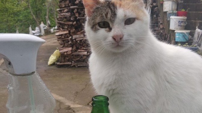 Köyde, 11 yaşındaki kedimizin öldüğünü öğrendim bugün. Bu duyguyu tarif etmek zor, sizin başınıza geldi mi daha önce?