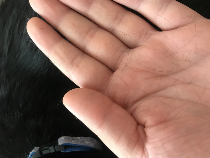 Parazit aşısı zamanı gelmiş kedi çok tüy döker mi?