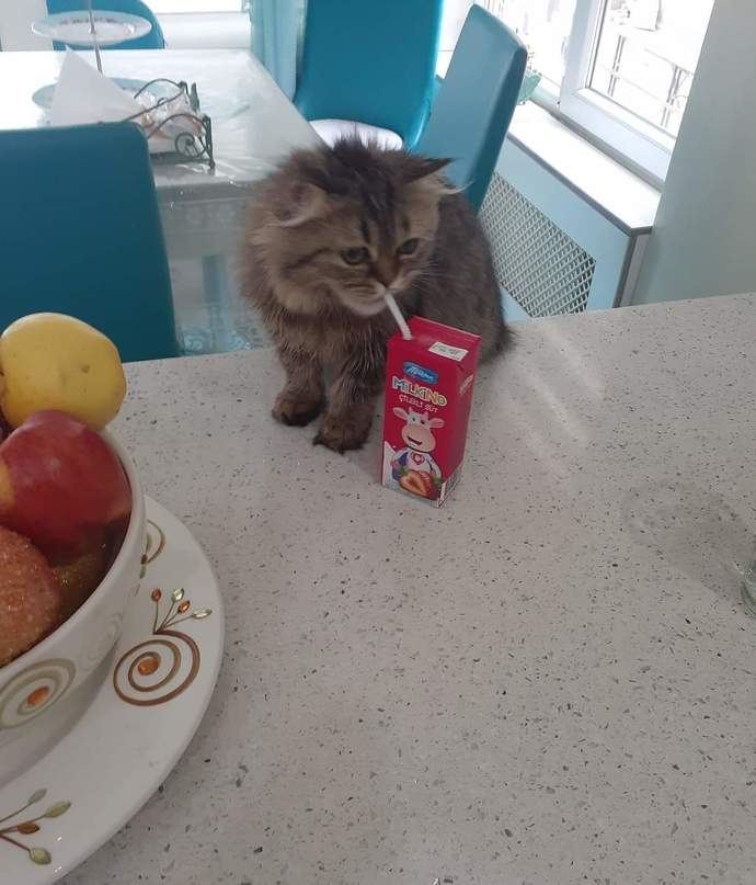 Bebişkolar içtiniz mi sütünüzü?