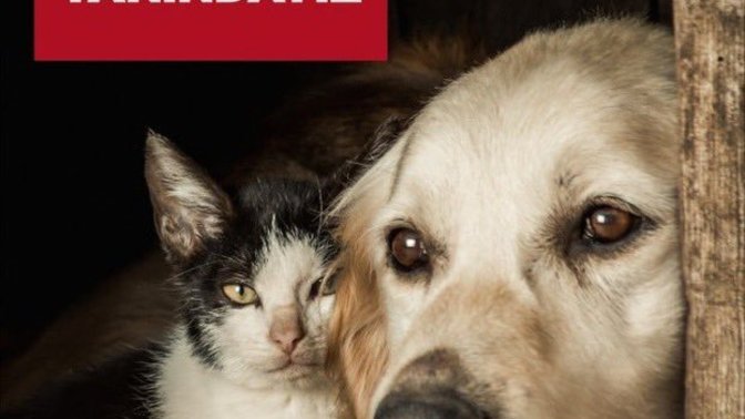Evde ve sokakta kaç tane can dostlarımıza bakıyorsun?
