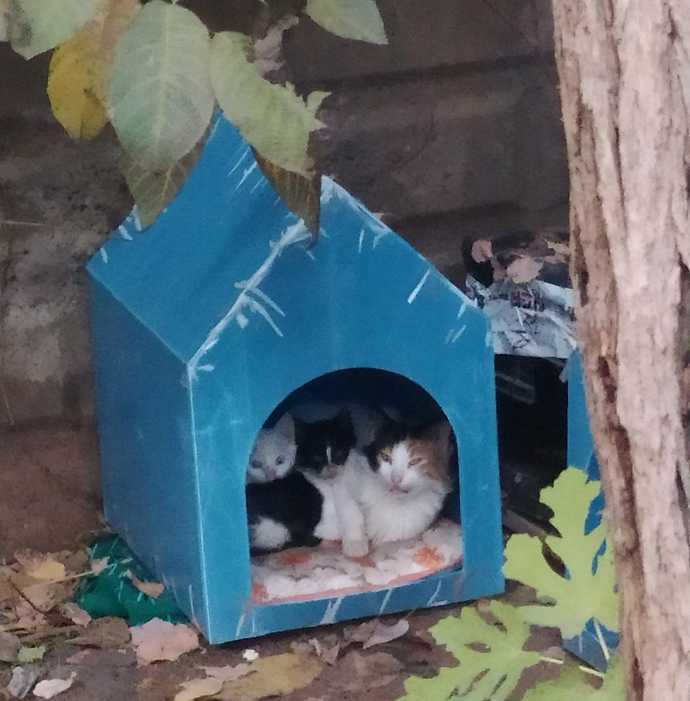 Kediler, seçilmiş dostlardır. 🐈♥️😊