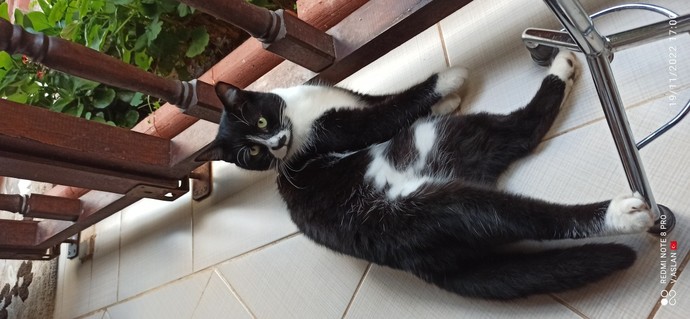 Canlıları, sahiplenir misiniz? Sahiplenmek istediğiniz bir canlı, var mı?