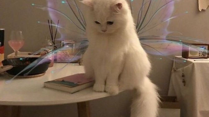 Bir günlüğüne evcil hayvanınızın yerine geçmek ister misiniz?