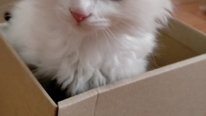 Kedi sahiplendim, ismini ne koysam (resimli)?