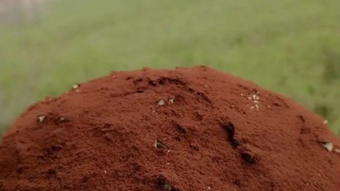 Muzlu tiramisu olur mu?