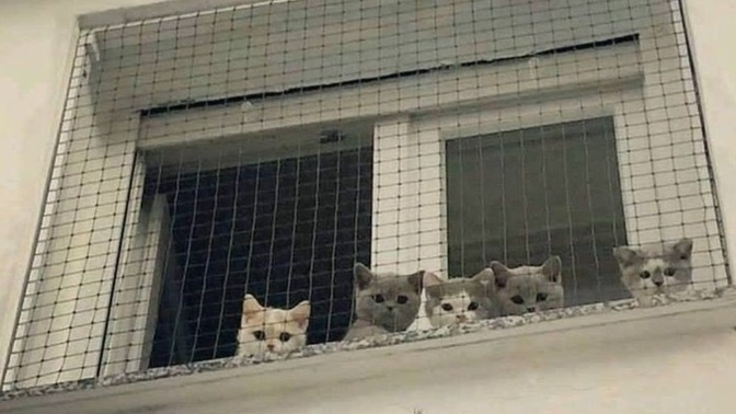 Ne kadar meraklısınız?