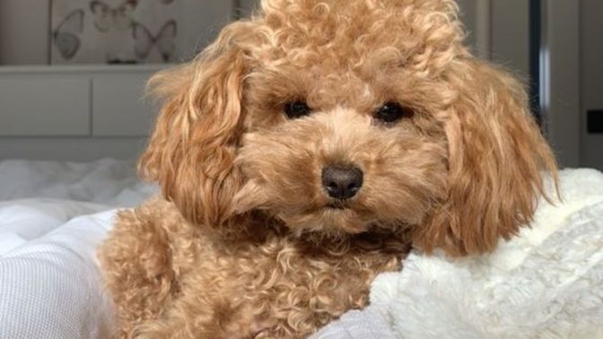 Aileyi evde köpek beslemeye ikna ederken neler yapılabilir?