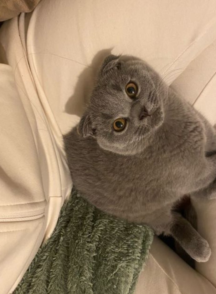 Scottish fold kedileri dünyanın en güzel şeyi olabilir mi?
