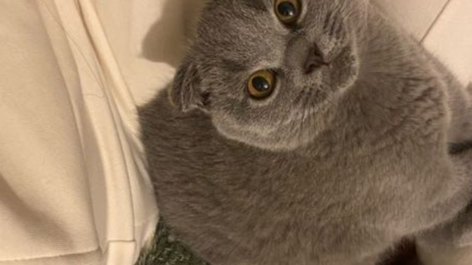 Scottish fold kedileri dünyanın en güzel şeyi olabilir mi?