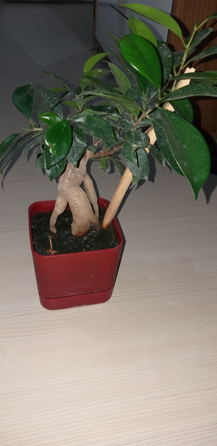 Evde baktığınız çicekler var mı?