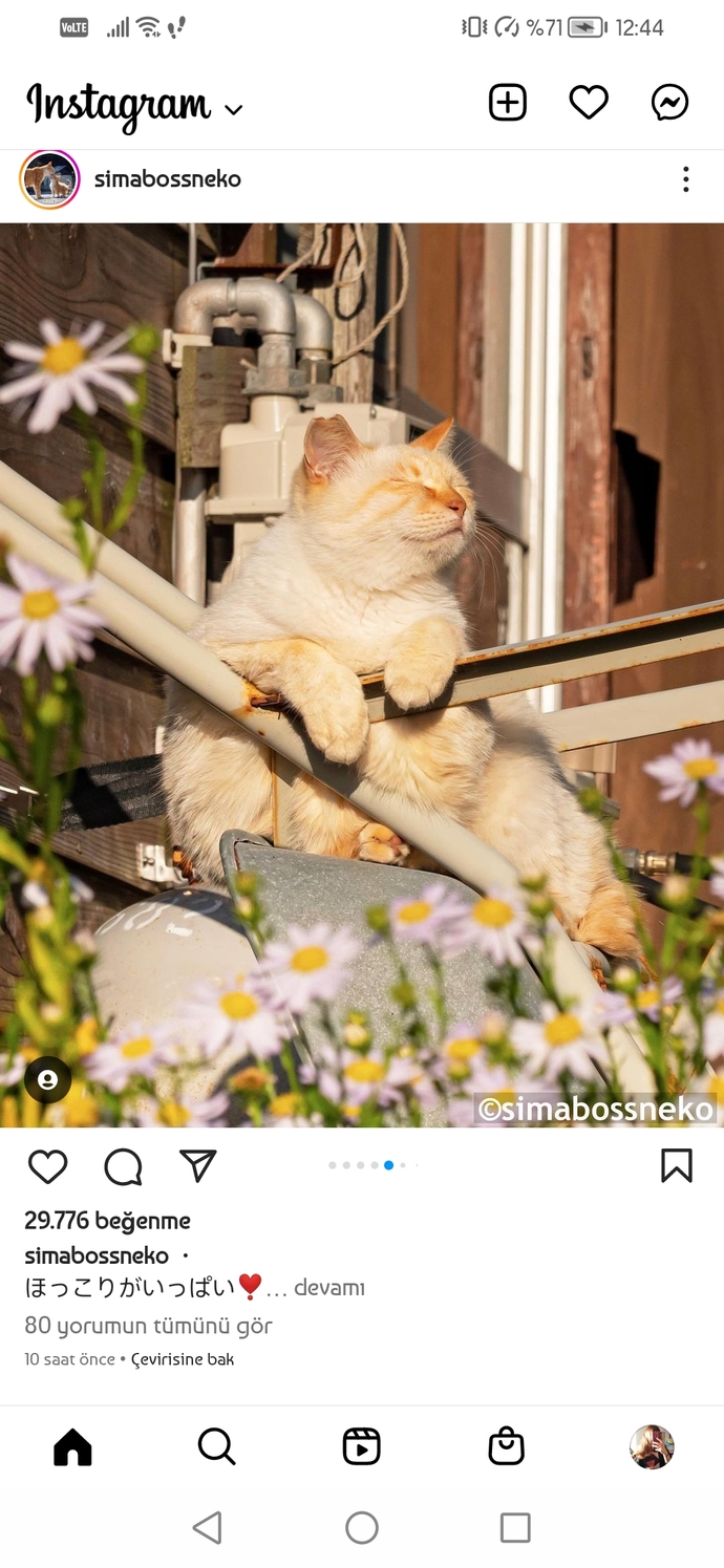 Kediler fotojenik hayvanlar mı?