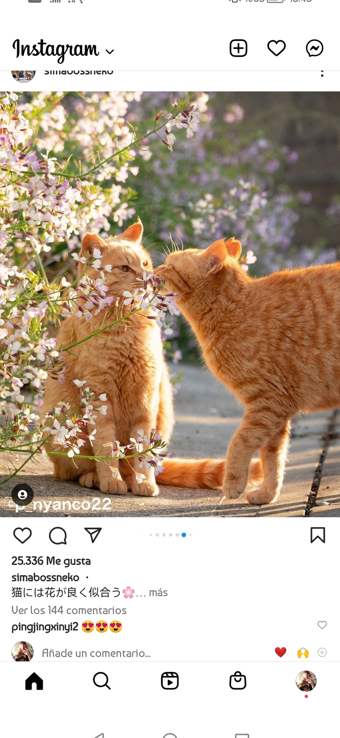 Kediler fotojenik hayvanlar mı?