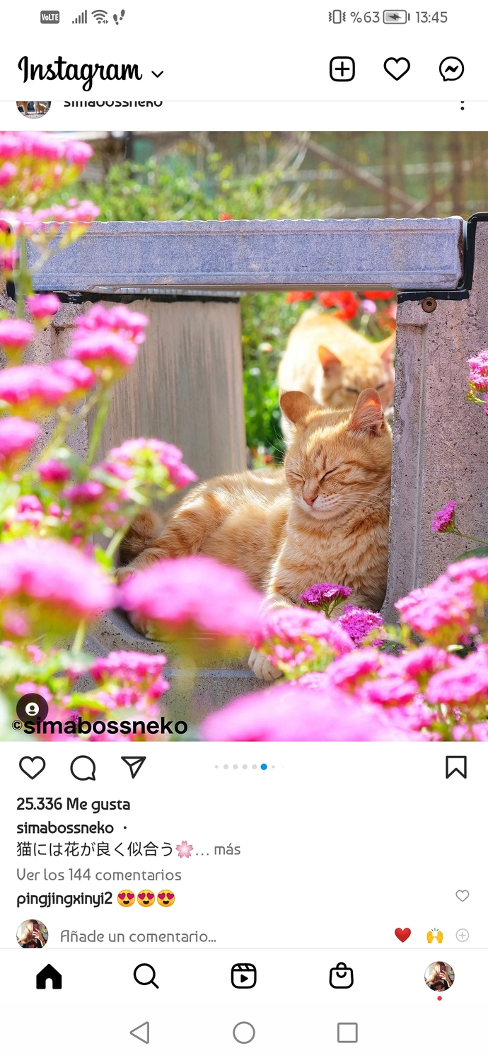 Kediler fotojenik hayvanlar mı?