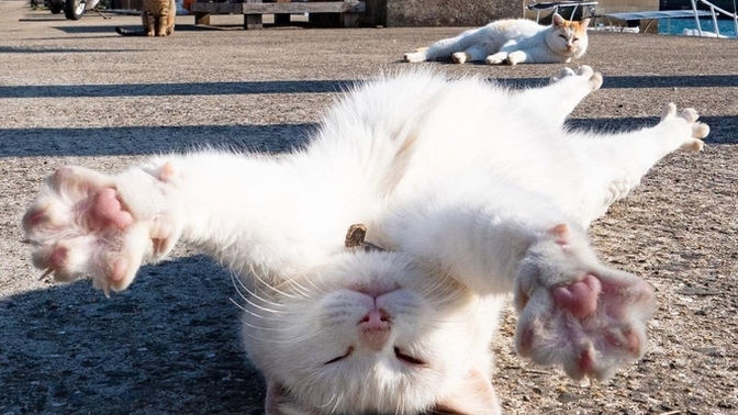 Kediler fotojenik hayvanlar mı?