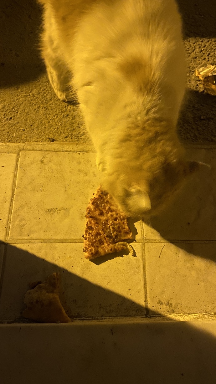Sabah sabah sizede böyle tatlı bir misafir geldi mi 😍?