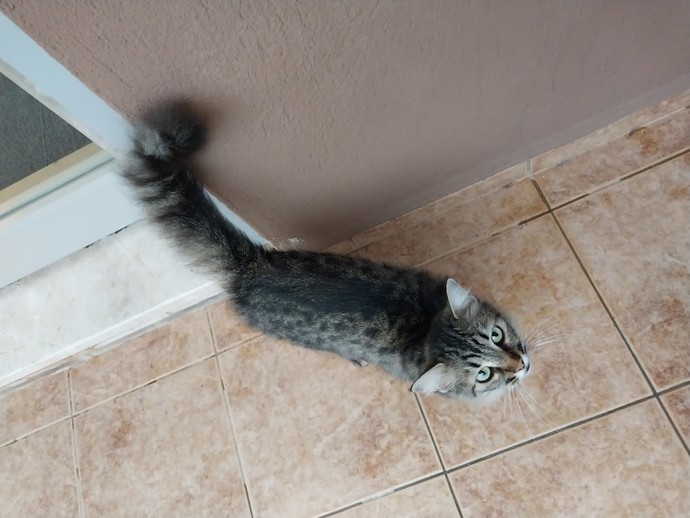 Sabah sabah sizede böyle tatlı bir misafir geldi mi 😍?