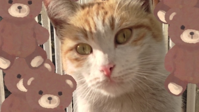 Sabah sabah sizede böyle tatlı bir misafir geldi mi 😍?
