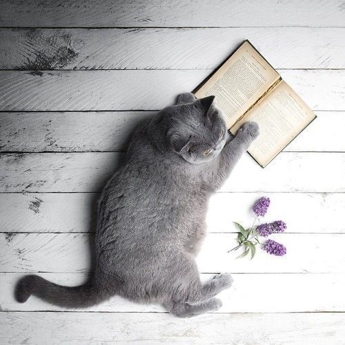 Kitap okumak sizi dinlendirir mi?