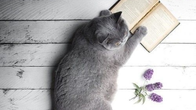 Kitap okumak sizi dinlendirir mi?
