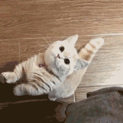 12 burcun en tatlısı hangi burç🍭?