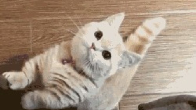 12 burcun en tatlısı hangi burç🍭?