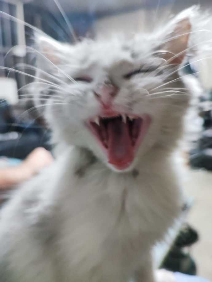Dil de maşallah pabuç pabuçç 🦁