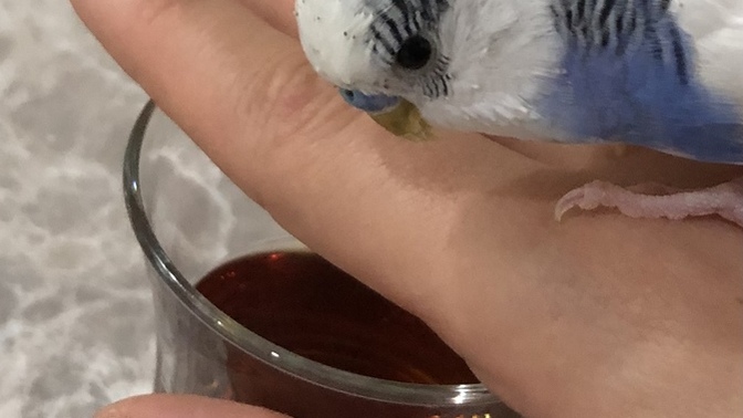 Kuşum çay tiryakisi olmuş, ne yapabilirim?
