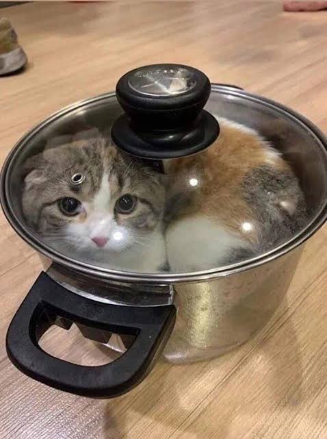 Kediler ısırır mı?