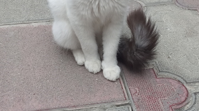 Kediler ısırır mı?